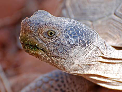 Desert Tortoise (Gopherus agassizii)