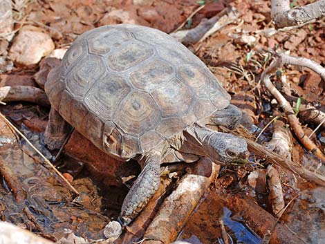 Desert Tortoise (Gopherus agassizii)