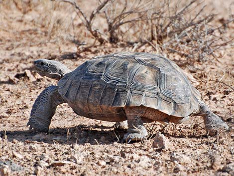 Desert Tortoise (Gopherus agassizii)