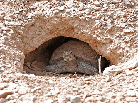 Desert Tortoise (Gopherus agassizii)