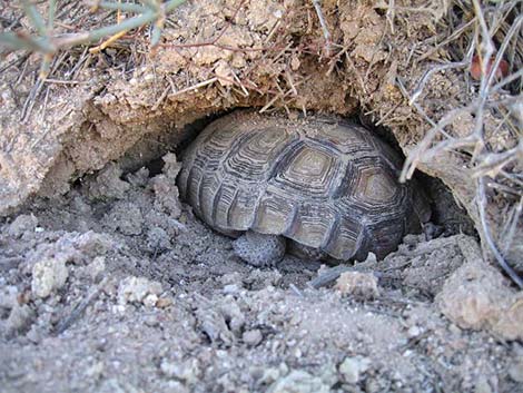 Desert Tortoise (Gopherus agassizii)