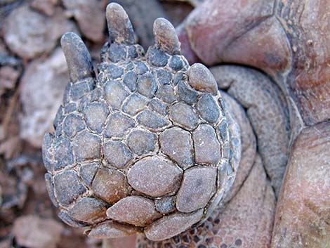 Desert Tortoise (Gopherus agassizii)