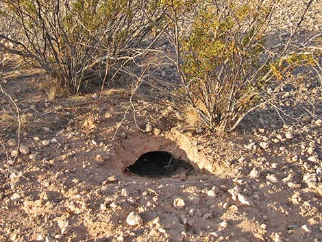 Desert Tortoise (Gopherus agassizii)