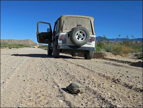 Desert Tortoise (Gopherus agassizii)