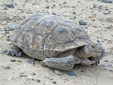 Desert Tortoise (Gopherus agassizii)