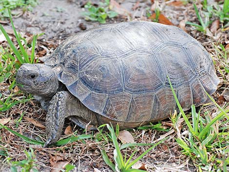 Gopher Tortoise (Gopherus polyphemus)