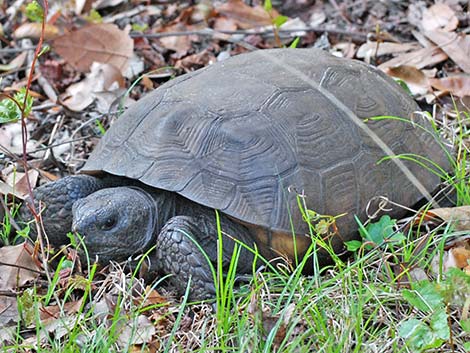 Gopher Tortoise (Gopherus polyphemus)