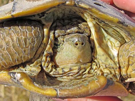 Big Bend Slider (Trachemys gaigeae)