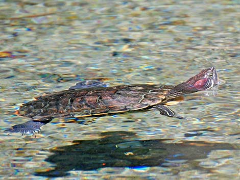 Red-eared Slider (Trachemys scripta elegans)