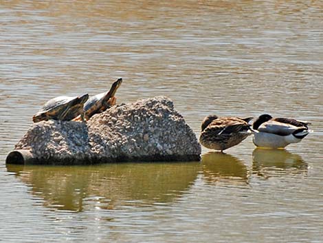 Red-eared Slider (Trachemys scripta elegans)