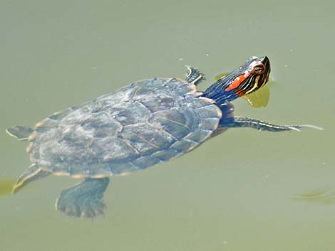 Red-eared Slider (Trachemys scripta elegans)